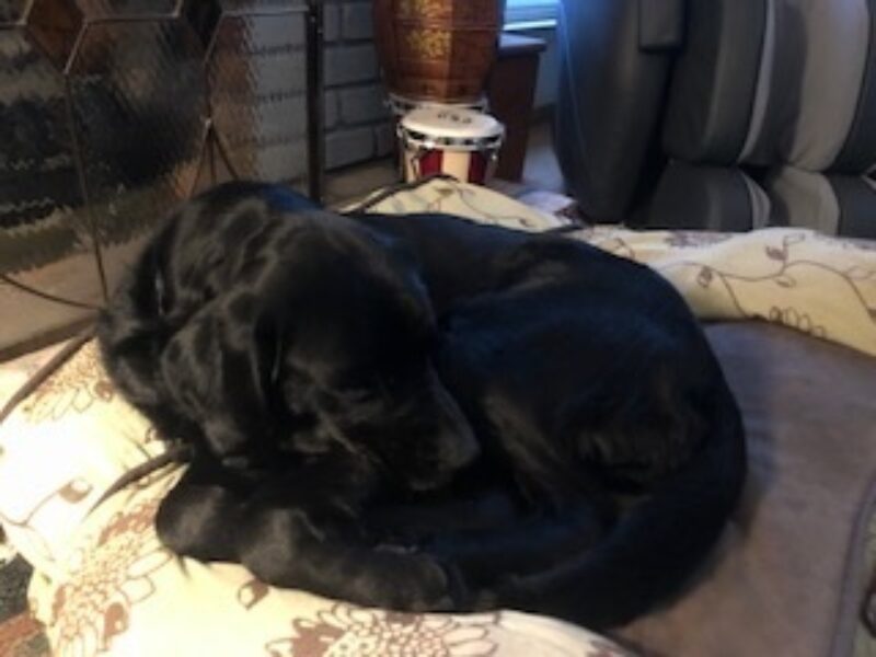 <p>Aramis, a male black labrador, sleeps curled in a tight ball on a comfy dog bed in his foster home.</p>