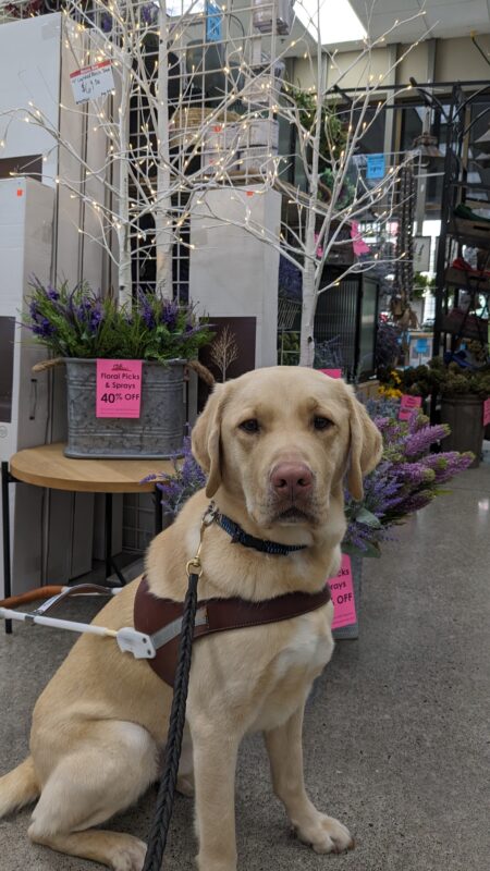 Yellow lab Brian sits in his harness in a craft store. He looks directly at the camera and purple flowers, white trees with lights, and other shelves of crafts can be seen behind him.