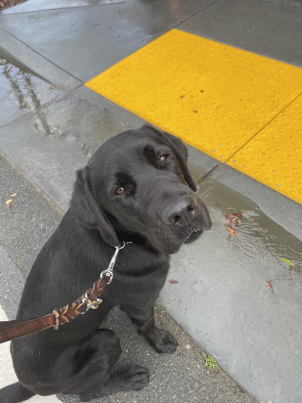 <p>Elway, a male black labrador, enjoys a walk in the rain on the GDB campus.  He is sitting at the curb-cut in front of the kennels, with puddles all around, and is looking up at the camera.</p>