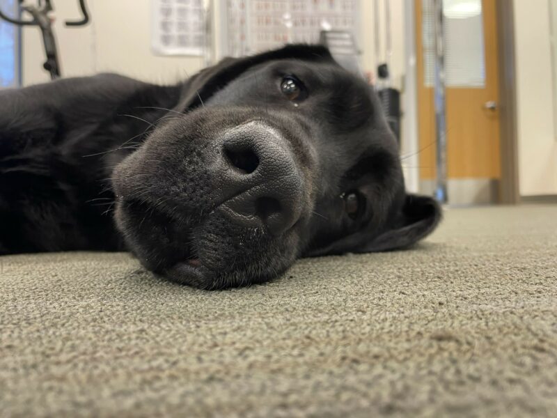 <p>Elway, a male black labrador, rests his head on the floor after an indoor play session in the gym on campus.</p>