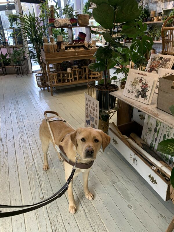 Glimmer stands in harness surrounded by an array of greenery and gifts in a local plant shop.
