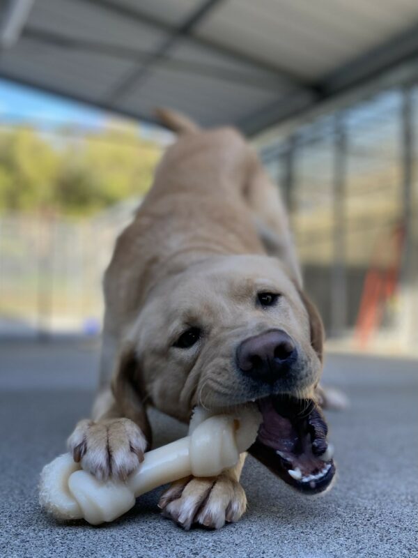 Glimmer chews a Nylabone in community run while in a play bow position.