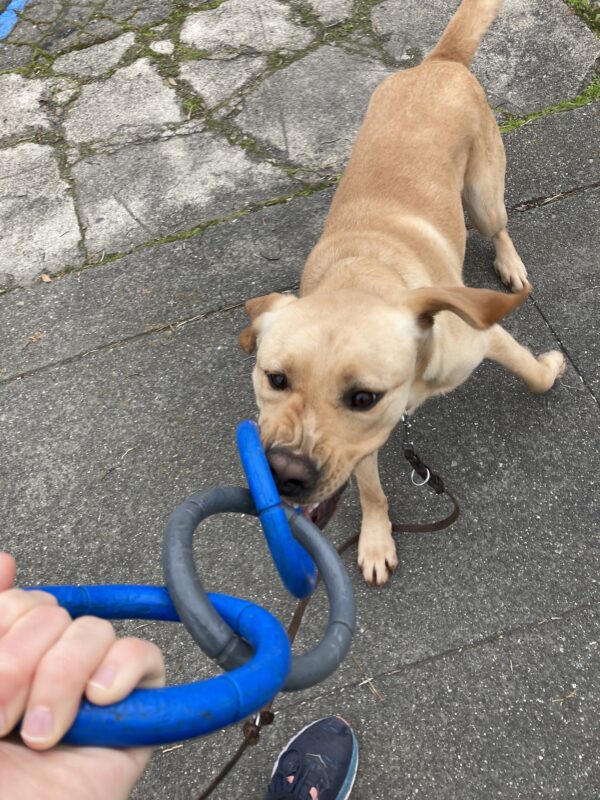 <p>Belvedere actively pulls on three ringed tug toy. His ears are flopping around as he pulls the toy around.</p>