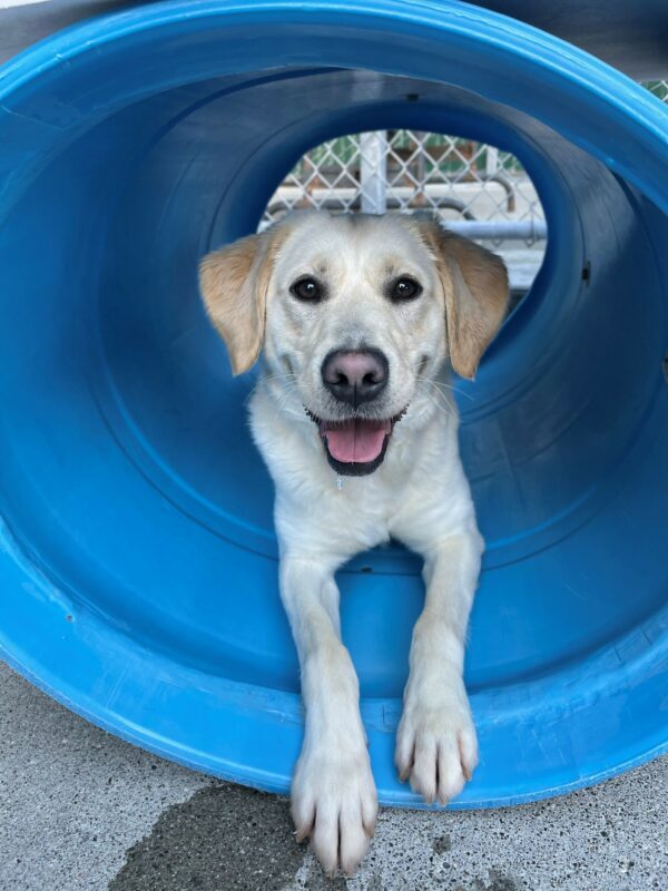 Janelle is looking at the camera, smiling with her tongue out, as she lays down in a blue tunnel play structure in community run.