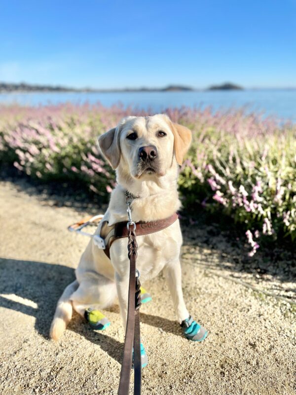 Janelle is looking towards the camera as she sits in harness wearing booties on all four paws. She is on the side of a gravel path with purple flowers and the ocean blurred behind her.