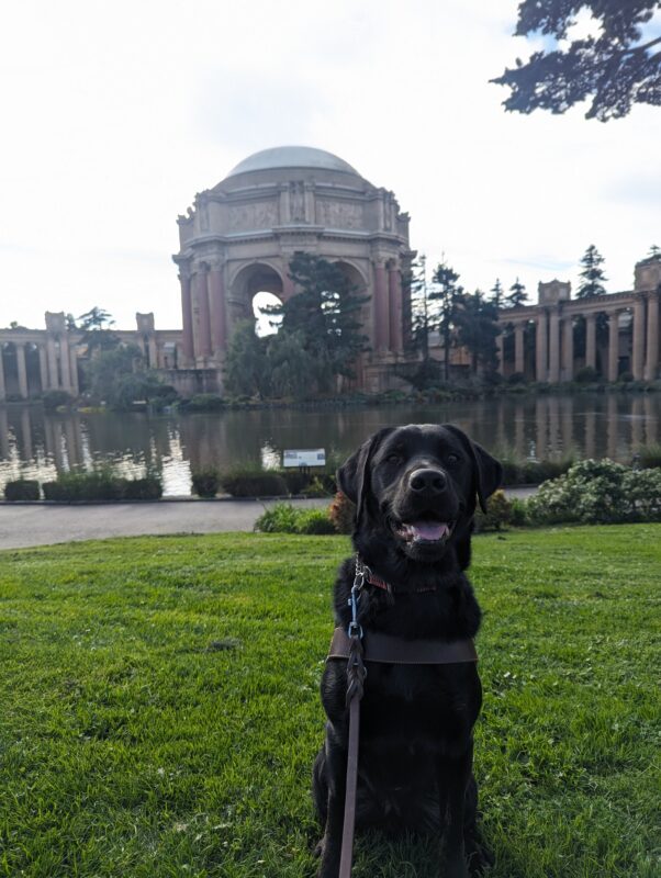 <p>Joshua sit in harness on a patch of grass in the Palace of Fine Arts. Joshua has a smile on his face as his look off to some kibble off frame. The pond and rotunda of the Palace can been seen right behind him.</p>