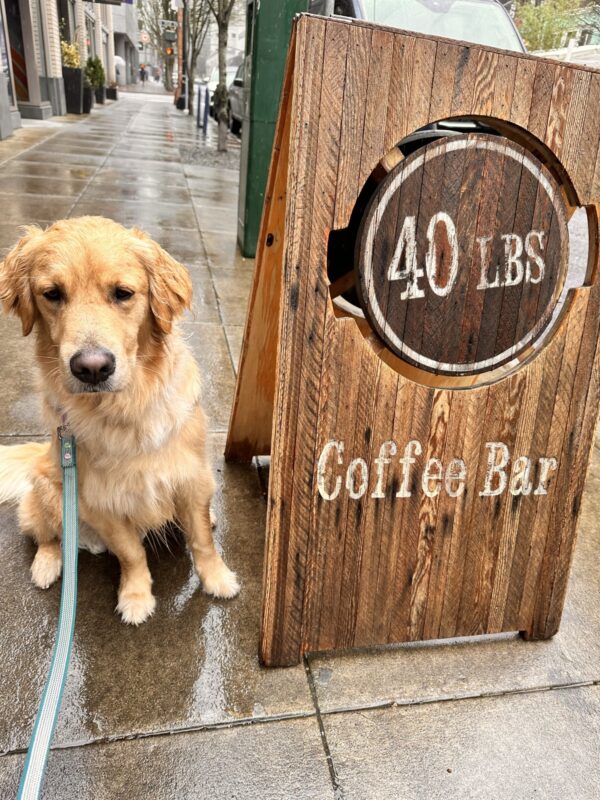 Bart is sitting in harness next to an A frame advertising 40 pounds coffee in downtown Portland. His coat is slightly damp from the Oregon rain and he is looking straight ahead.