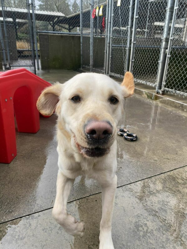 Female yellow lab/golden cross, Celine, runs towards the camera in one of our community run areas. Her mouth is slightly open, and her ears are flapping as she runs. A red plastic play structure is in the background.