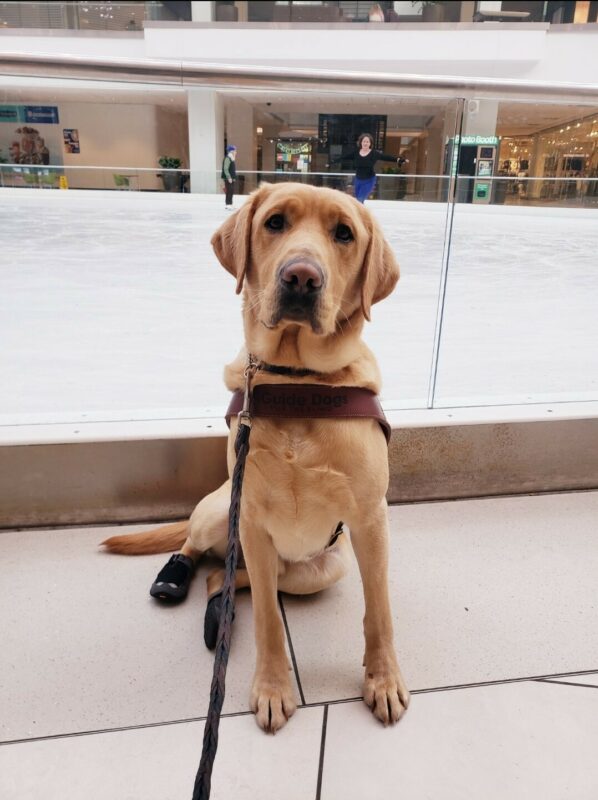 Alder is sitting on the outside of the ice-skating rink at Lloyd Center in Portland, OR. He’s wearing his harness, back booties, and is looking at the camera.