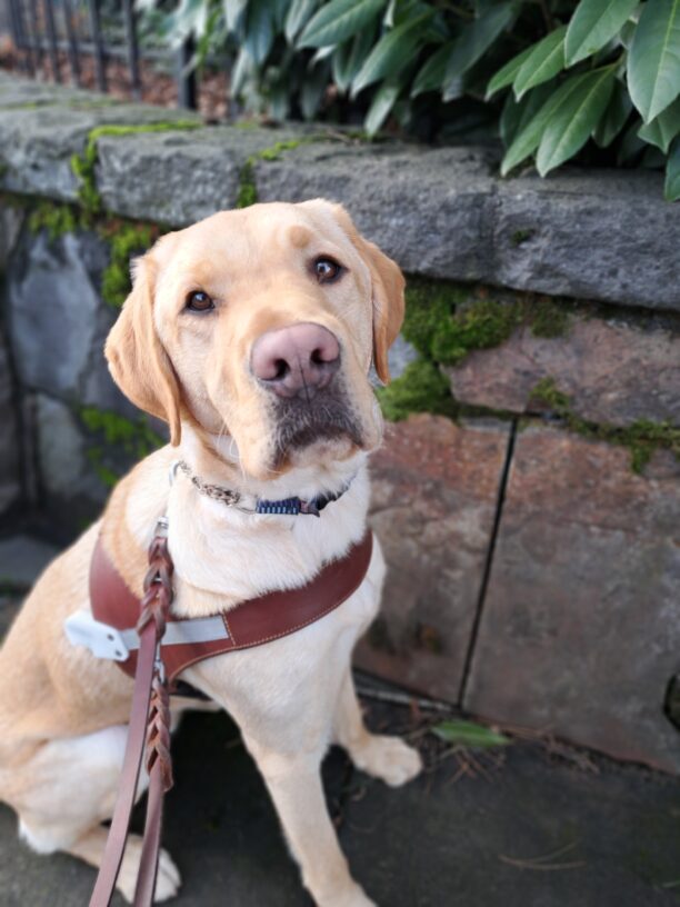 Yellow lab (Rusty) sits in harness with a gray brick wall behind him.