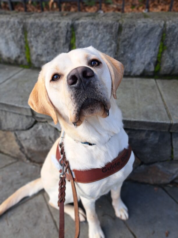 Yellow lab (Andor) sits on harness with a gray brick wall behind him.