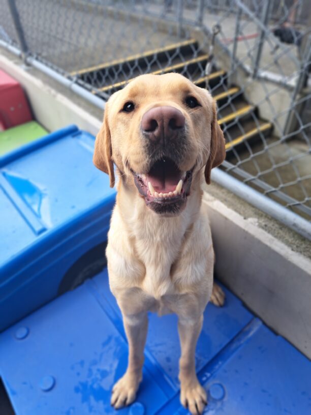 Yellow lab (Rusty) standing on blue play structure smiling.