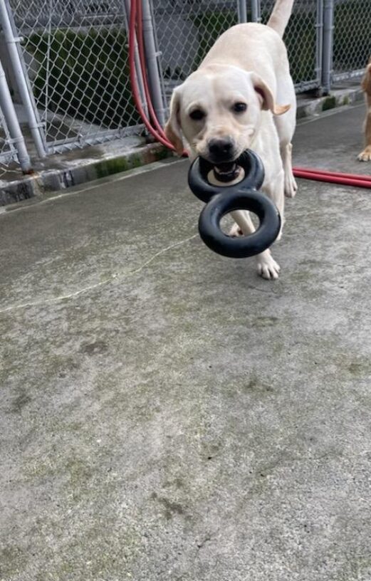 Yellow lab (Andor) runs towards the camera with a toy in his mouth.