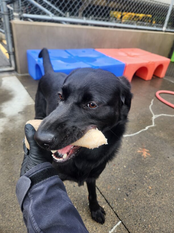 Sapphire is pictured in a close-up shot in community run. She is standing while chewing on a Nylabone that is held in a gloved hand. Behind her are blue and red, plastic playground equipment.