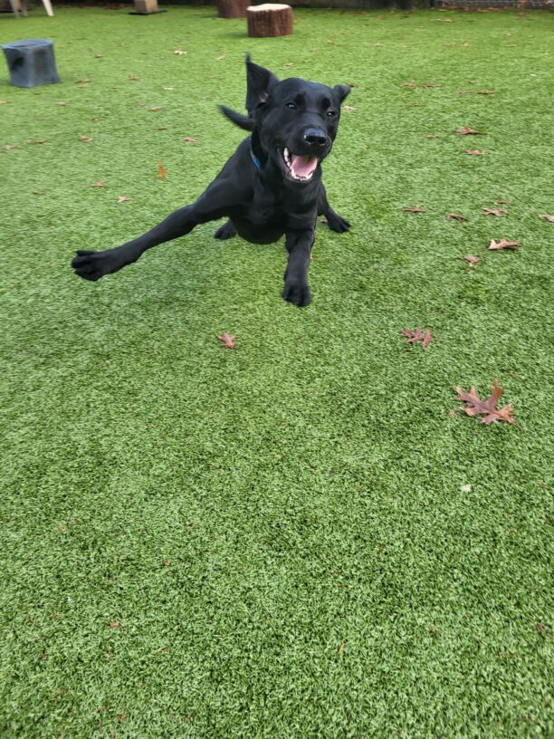 “Zedna” (A Black Lab) runs towards the camera in an enclosed turf yard. Her ears are flapping comically above her head as she is mid-stride.