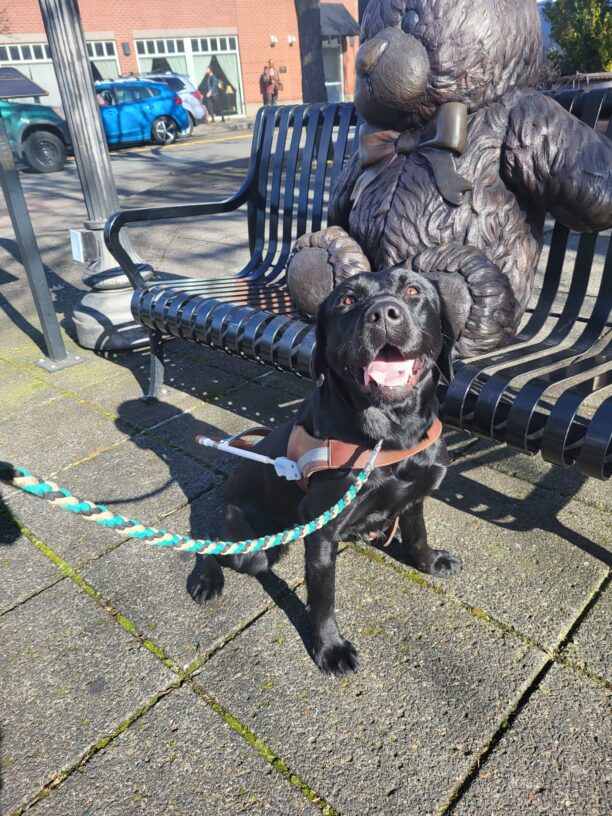 Zedna (a female black lab) wears her GDB harness and a wide smile as she poses in front of a bronze Teddy bear statue that is perched on a park bench.