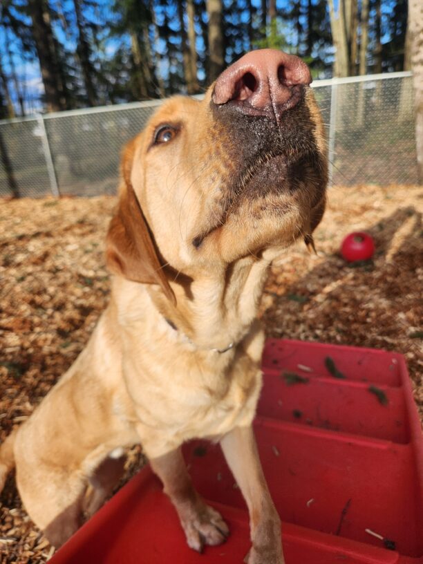 Fabio plays in a fenced-in yard with wood chips. The picture is taken from the top step of a red, plastic staircase. Fabio's front feet are propped-up on the staircase as he stretches his nose towards the camera in a close-up of his flared  nostrils.