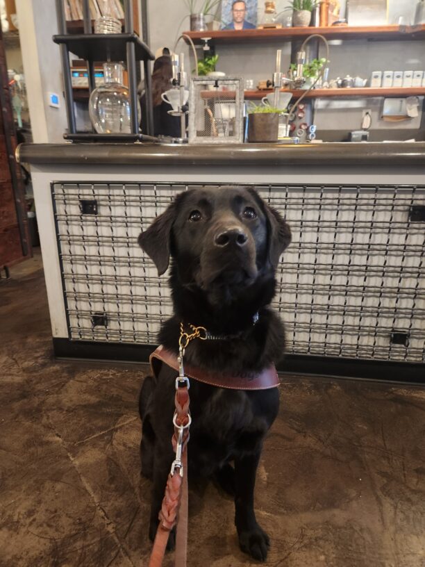 Sapphire sits, in harness, in a coffee shop in Downtown Portland. She is seated in front of the counter that has various glassware and small plants and is looking slightly above the camera.
