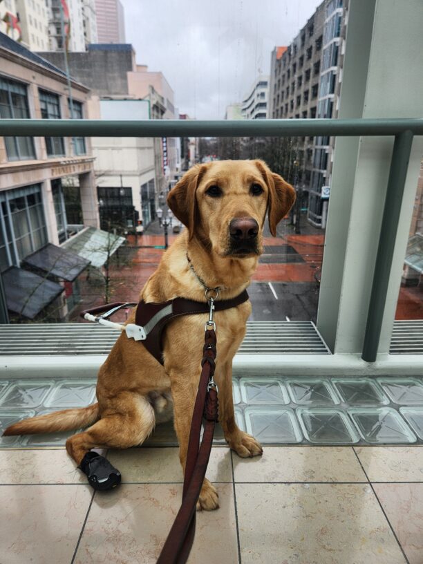 Fabio sits, in harness and back booties, on a sky bridge in Downtown Portland. He is looking directly into the camera with a calm expression. Seen in the background are various tall buildings and the streets below.