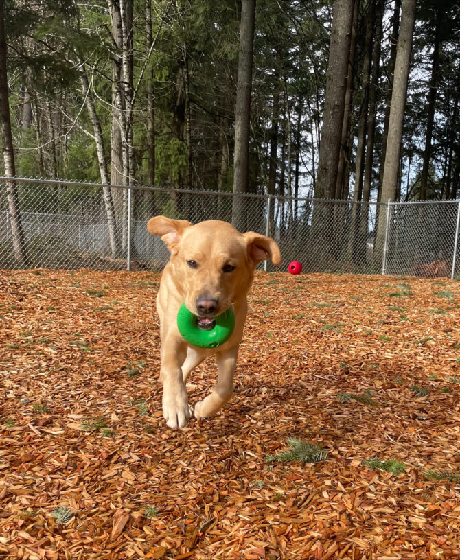 A yellow Labrador Retriever, Owen, is running towards the camera. His front two legs are off the ground, his ears are flapping in the wind, and he has a green rubber ring toy in his mouth. The ground is bark chips with fir trees and a chain-link fence in the background.