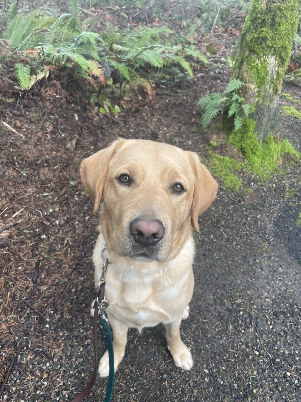 A portrait of Owen, a yellow Labrador Retriever, sitting on gravel and looking at the camera with a soft, closed-mouth expression. There are a few small ferns in the background.