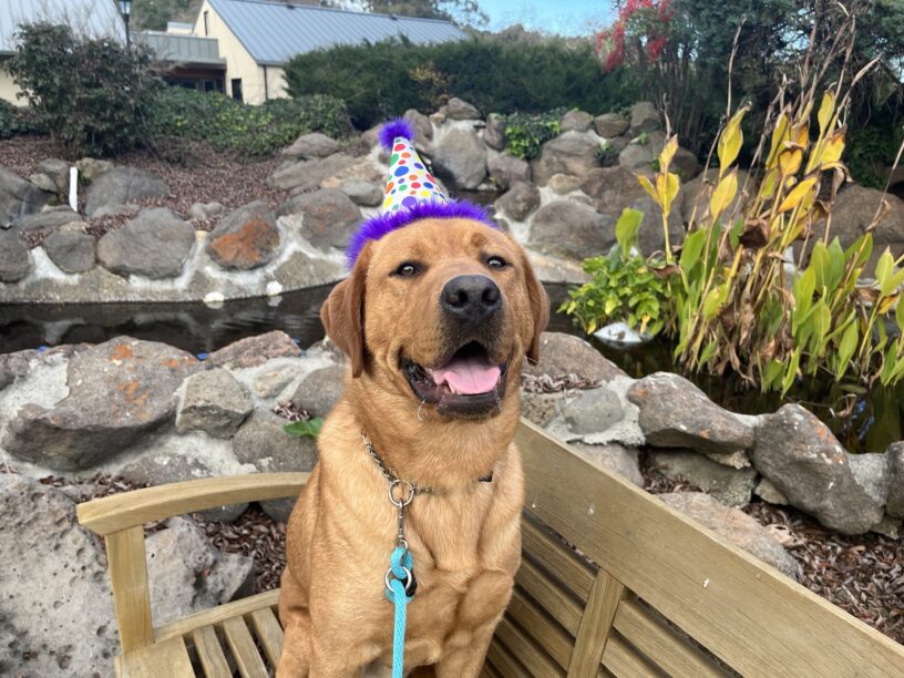Jimmy is wearing a pointed hat, sitting outdoors.  He is celebrating his birthday !!!