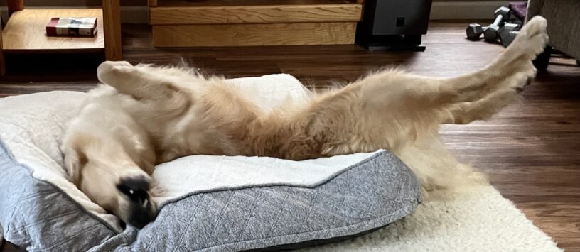 Bart is laying on a bed in his foster care home. He is belly up and complete stretched out with his hind legs sticking straight out and his head thrown back into the bed for added comfort.