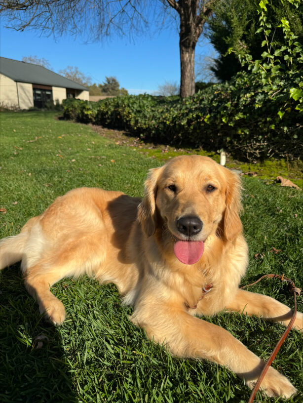Figgy, a female yellow lab/golden retriever cross, enjoys a break in the rain, laying in the grass with blue sky behind her and her tongue hanging out.