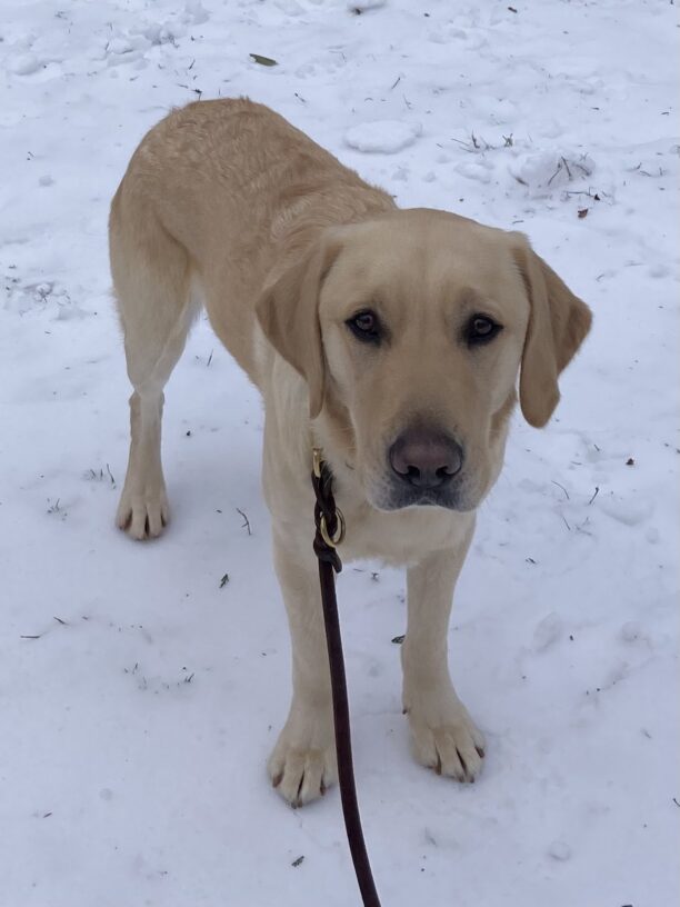 Felton, a male yellow labrador/golden retriever cross, enjoys some time in the snow at his foster home.