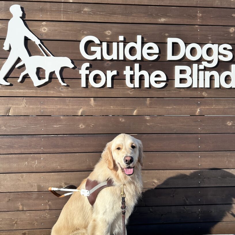 Daughtry sitting in harness in front of a white "Guide Dogs for the Blind" sign.