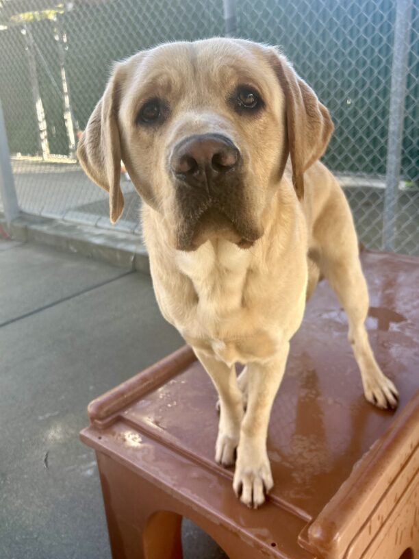 Argo, a yellow labrador retriever, is standing on a brown play structure in community run, looking at the camera.