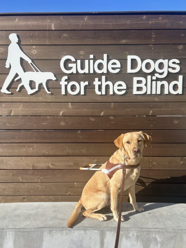 Huey is sitting on a concrete bench against a wooden photo backdrop with the GDB logo on it. He is wearing a guide dog harness and looking at the camera with his ears perked up.