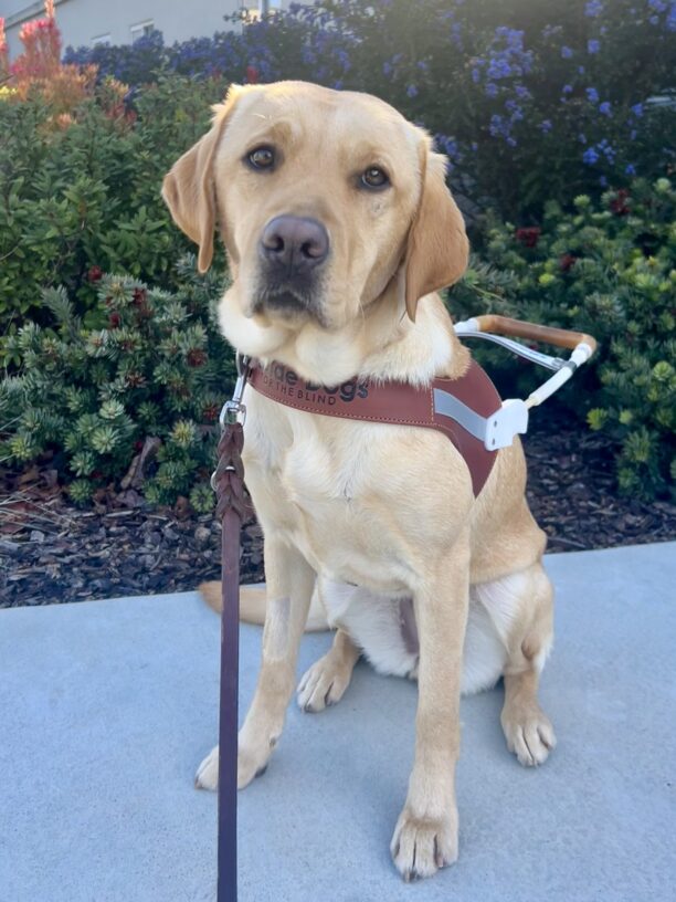 Renee, a yellow labrador retriever, is sitting on a paved path in front of green shrubs and purple flowers. She is wearing a guide dog harness and looking at the camera with her head slightly tilted.