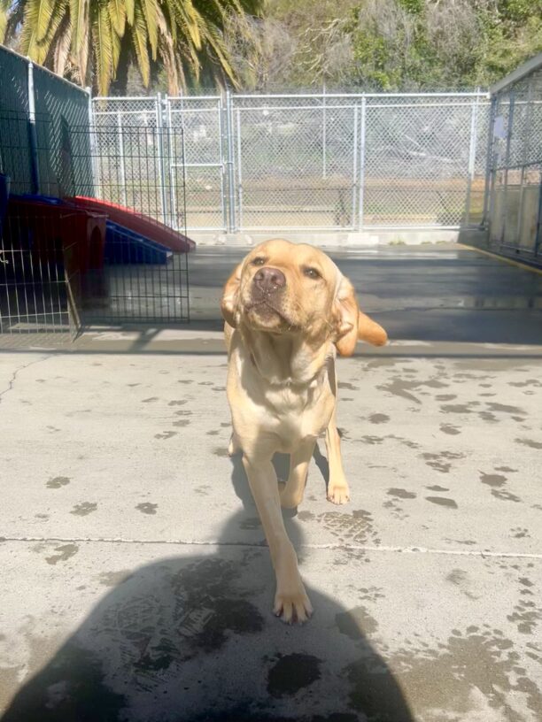 Renee, a yellow labrador retriever, is running in community run. Her head is tilted up towards the sun and her ears are back as she excitedly runs towards the camera.