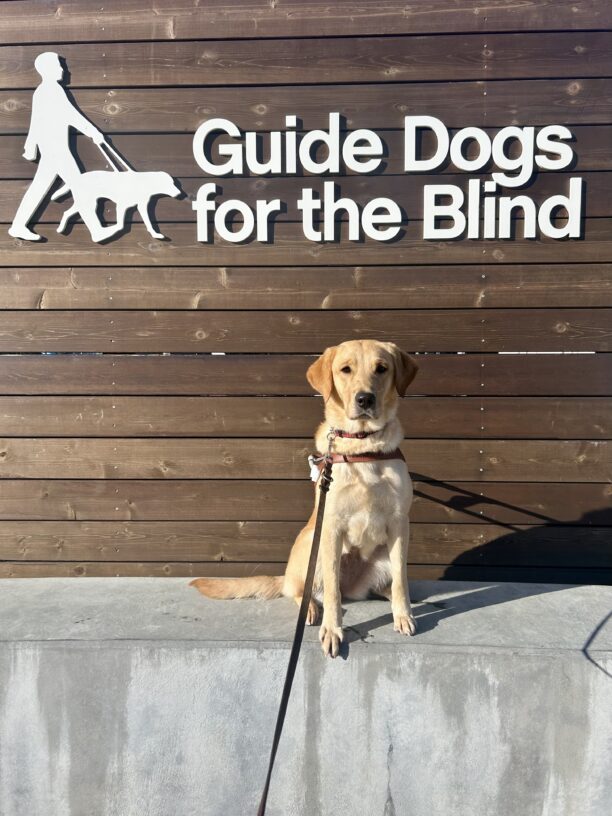 Rye is sitting on a concrete bench against a wooden photo backdrop with the GDB logo on it. She is wearing a guide dog harness and looking at the camera with her ears perked up.