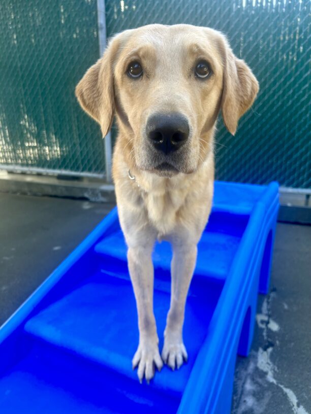 Rye is standing on a blue play structure in community run. She is looking sweetly up at the camera.