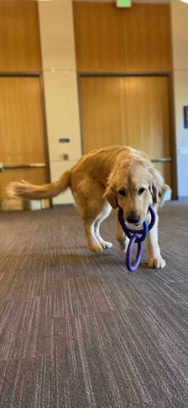 Ford is playing with a 3-ring tug toy in a large room. He holds the toy in his mouth with his head down and he has been caught in action running toward the camera.