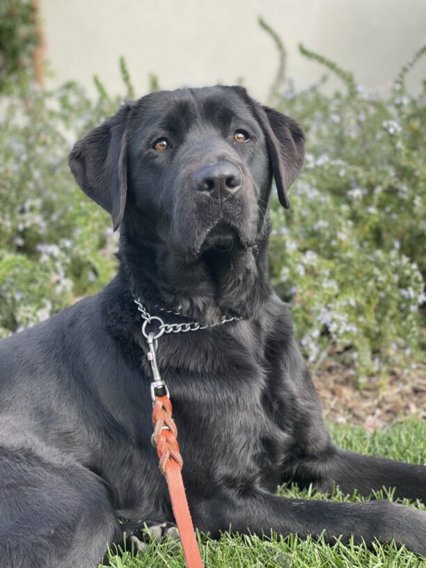 Sawyer, a male black lab, relaxes on a green lawn. Green and blue foliage line the background. Sawyer is looking off stoically into the distance.