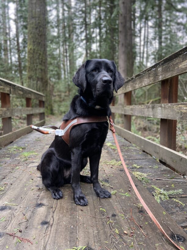 Kindred, a black Labrador retriever, is wearing her harness sitting on a wood bridge looking off to the right side of the photo. There are green ever trees in the background
