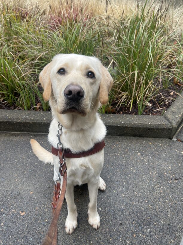 Champion, a short coated yellow Labrador/golden retriever cross sits in harness in front of some green bushes. He is looking at the camera with his head slightly tilted.