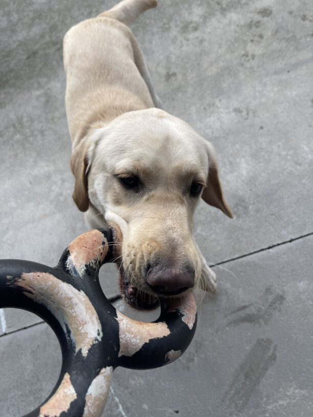 Champion, a short coated yellow Labrador/golden retriever cross playing tug with a rubber figure eight toy.