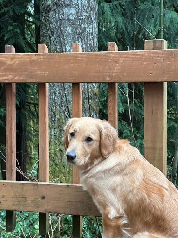 Moon, a golden retriever cross sits on a wooden deck in front of a tree. She is looking toward the camera.