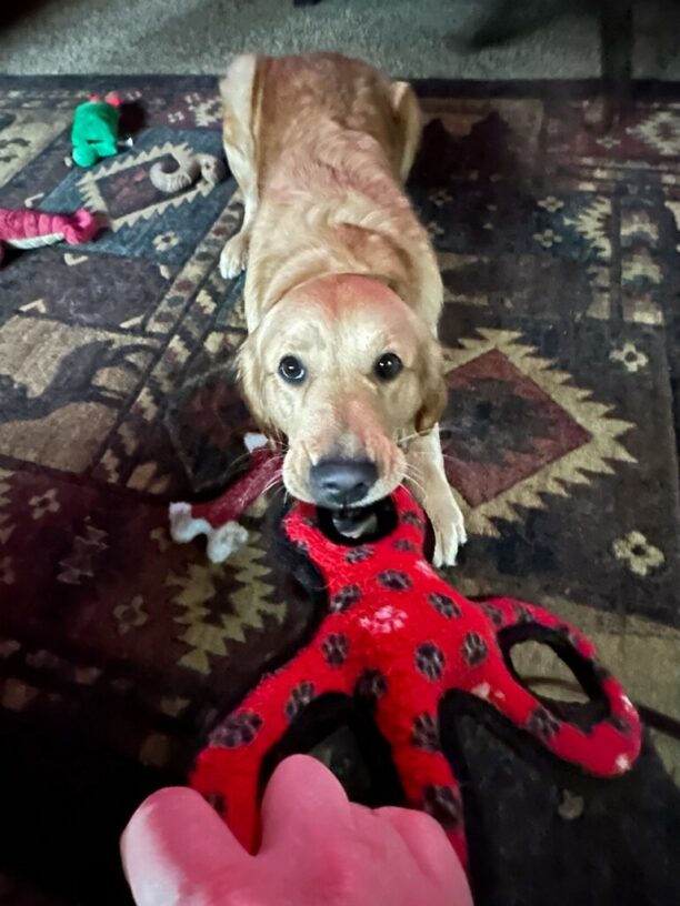 Moon, a golden retriever cross playing tug with a red tug toy.