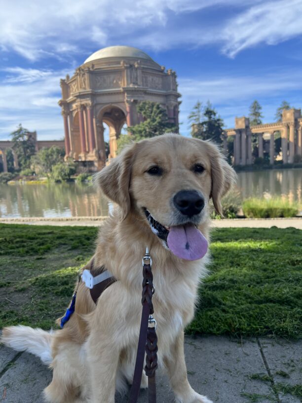 Pedro sits in front of San Francisco’s palace of Fine Arts posing with his harness.