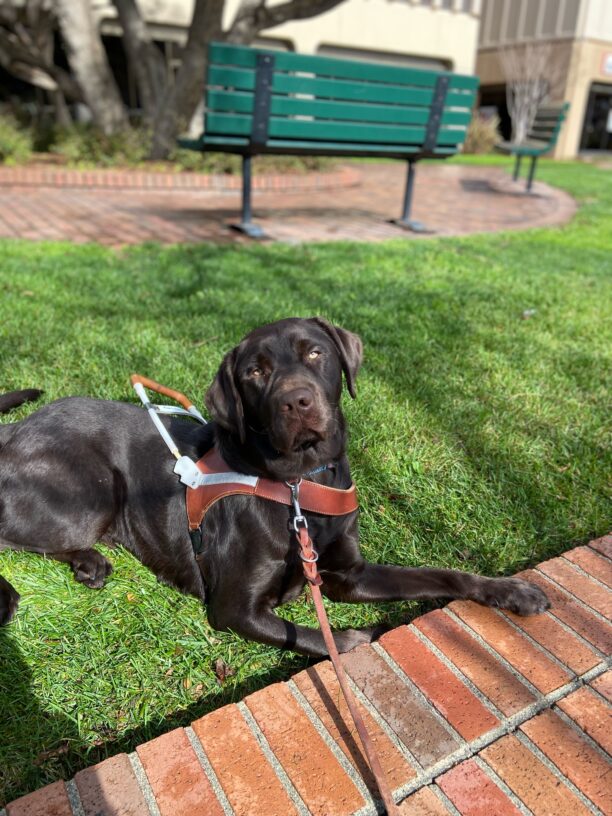 Chocolate Lab Pinecone lays in harness on the grass relaxing next to a brick pathway