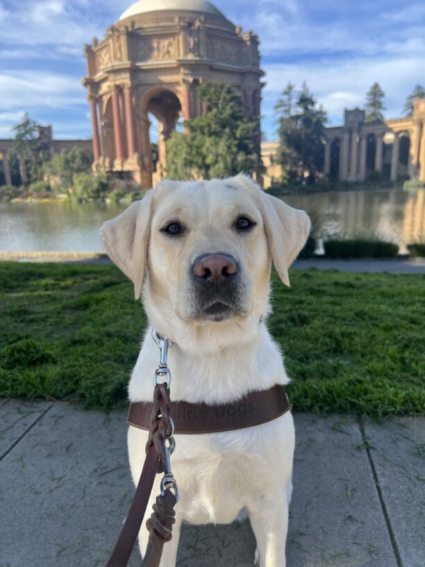 Justice sits in front of San Francisco’s palace of Fine Arts posing with her harness.