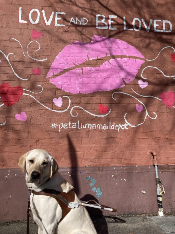 England sits in harness in front of a pink and red Valentine’s Day mural with hearts and lips. The mural says ‘Love and Be Loved.’