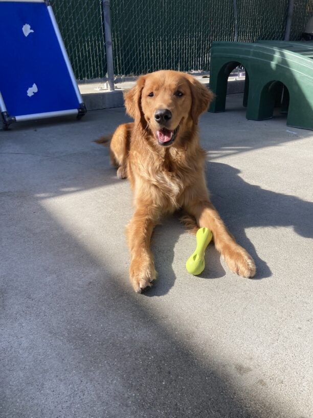 Pacino, a brick colored lab, golden cross is laying down in a play yard. There has a green Go-Nut stick laying between his front legs and a goofy grin on his face. The sun is shining on his face casting a shadow of his body beside him.
