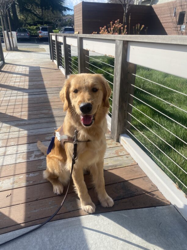 Tampa, a female, yellow lab, golden cross is sitting on a speckled sidewalk wearing a harness. She is looking up at the camera with a giant smile on her face.