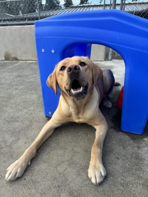 Yellow lab, Adele, lies under a blue tunnel. She is smiling while looking into the camera.